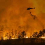 A intrigante razão pela qual plantações de madeira se transformam em megaincêndios