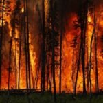 Incêndios: Aproximadamente 5.000 hectares de terrenos wasteland flamejaram nas regiões da Guarda e Coimbra