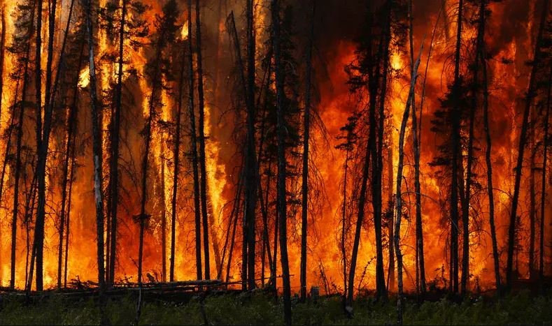 Incêndios: Aproximadamente 5.000 hectares de terrenos wasteland flamejaram nas regiões da Guarda e Coimbra
