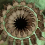 Criaturas Estranhas da Antiguidade Descobertas no Grande Cânion