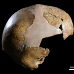 Esqueleto de 140.000 anos revela a mais antiga hibridação entre humanos e Neandertais.