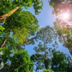 Aqui é onde o plantio de árvores tem o maior impacto climático.