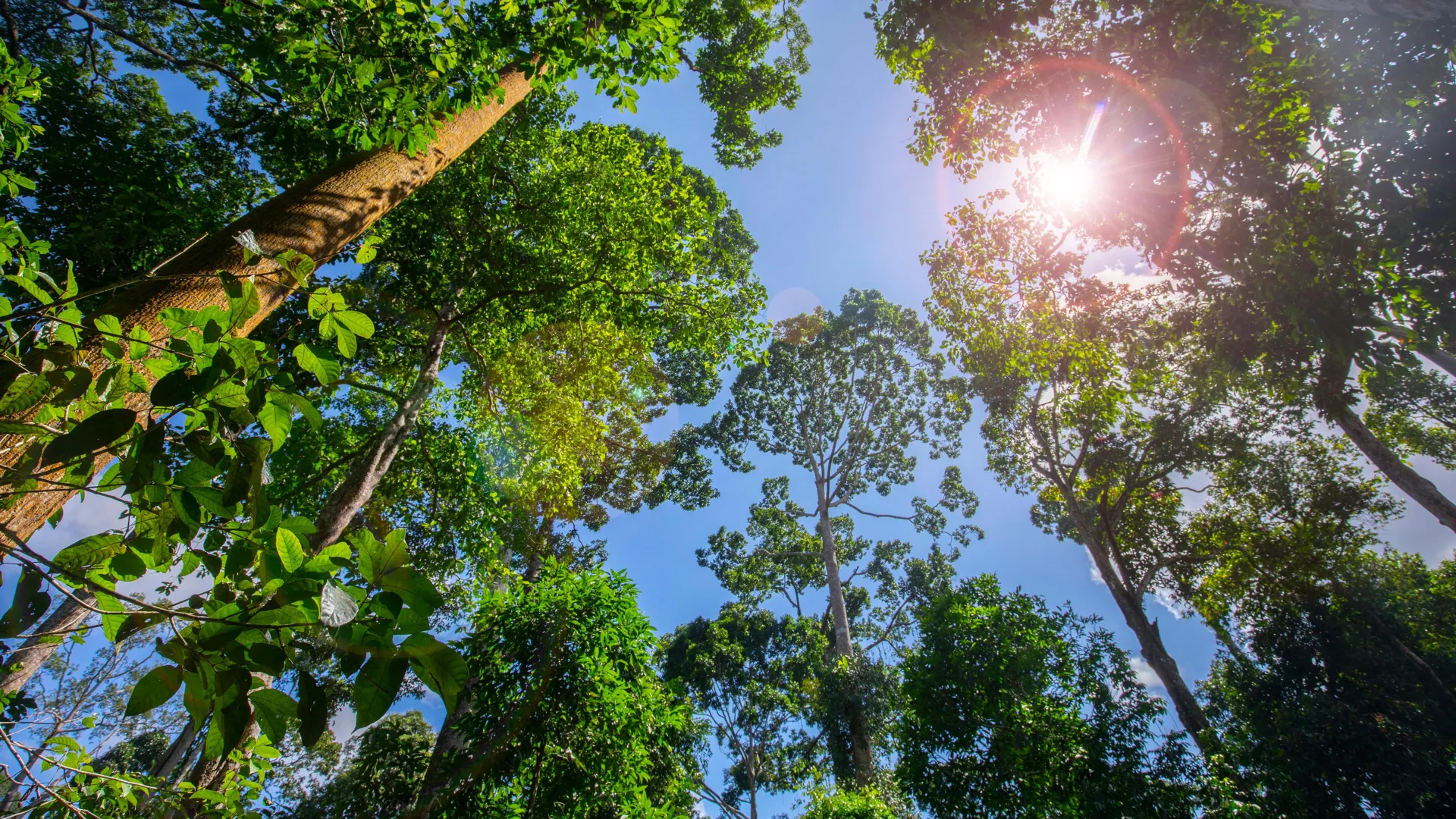 Aqui é onde o plantio de árvores tem o maior impacto climático.