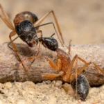 A Liberação do Inseto Predador Provoca Conflitos Antropológicos que Podem Salvar o Café