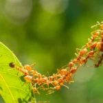 A inesperada estratégia de formigas que pode revolucionar a robótica