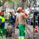 Em quatro anos, a CMF executou aproximadamente 10.000 ações no acervo arbóreo do município.