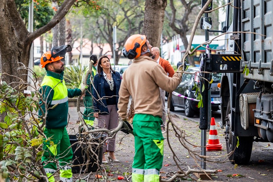 Em quatro anos, a CMF executou aproximadamente 10.000 ações no acervo arbóreo do município.