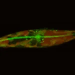 Pequenos patinadores sob o gelo ártico reescrevem os limites da existência