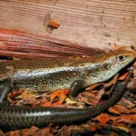 Cientistas descobriram o genes que tornam os lagartos australianos imunes ao veneno mortal de cobras.