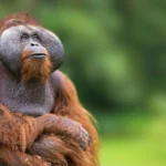 Como os orangotangos prosperam em banquetes e escassez sem engordar