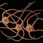 O ADN das profundezas revela uma “superestrada” oculta nos oceanos.