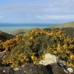 Por que algumas espécies vegetais estão dominando o planeta