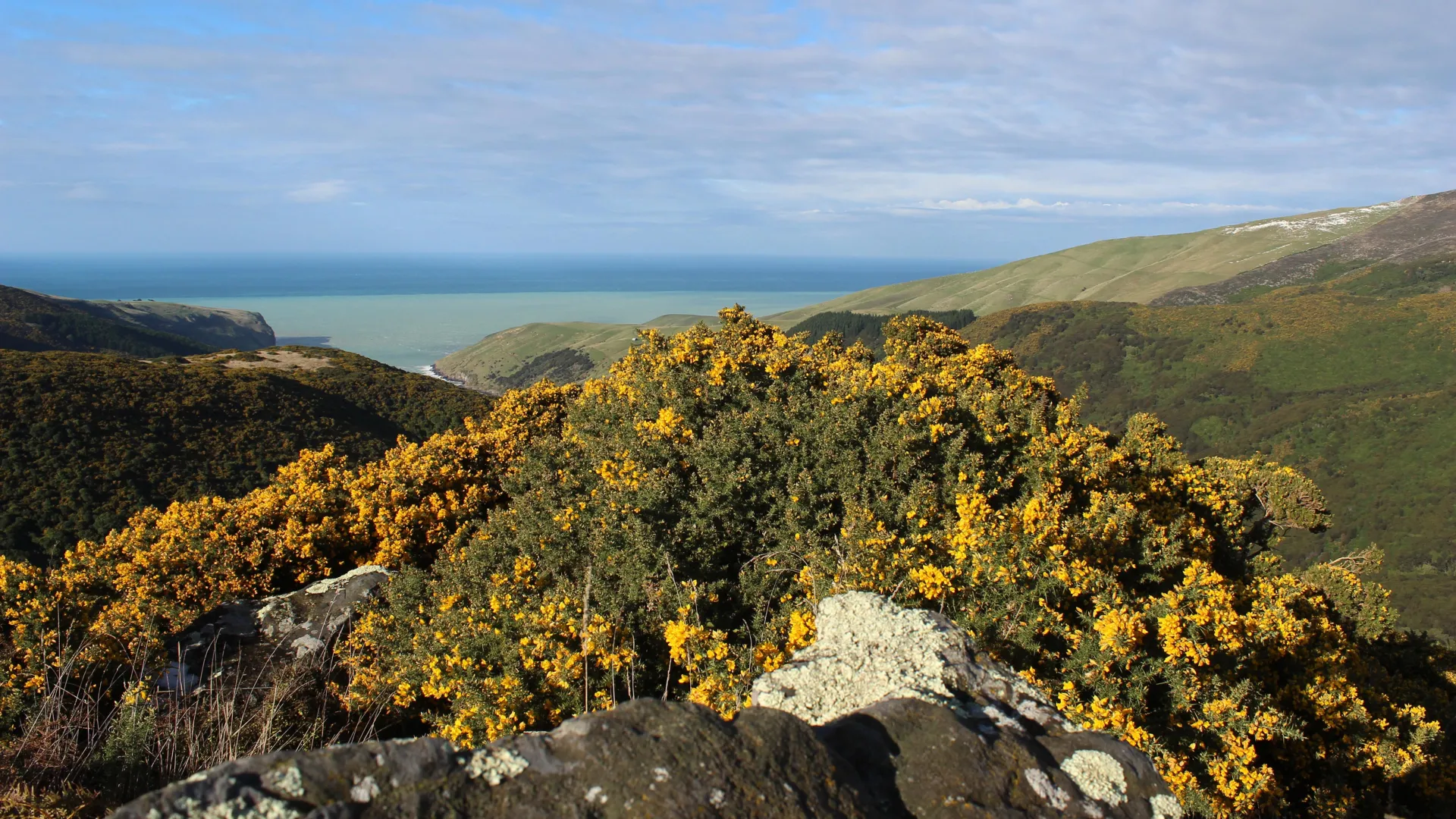 Por que algumas espécies vegetais estão dominando o planeta