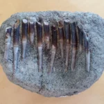 Dentes de 150 milhões de anos revelam os segredos alimentares dos dinossauros.