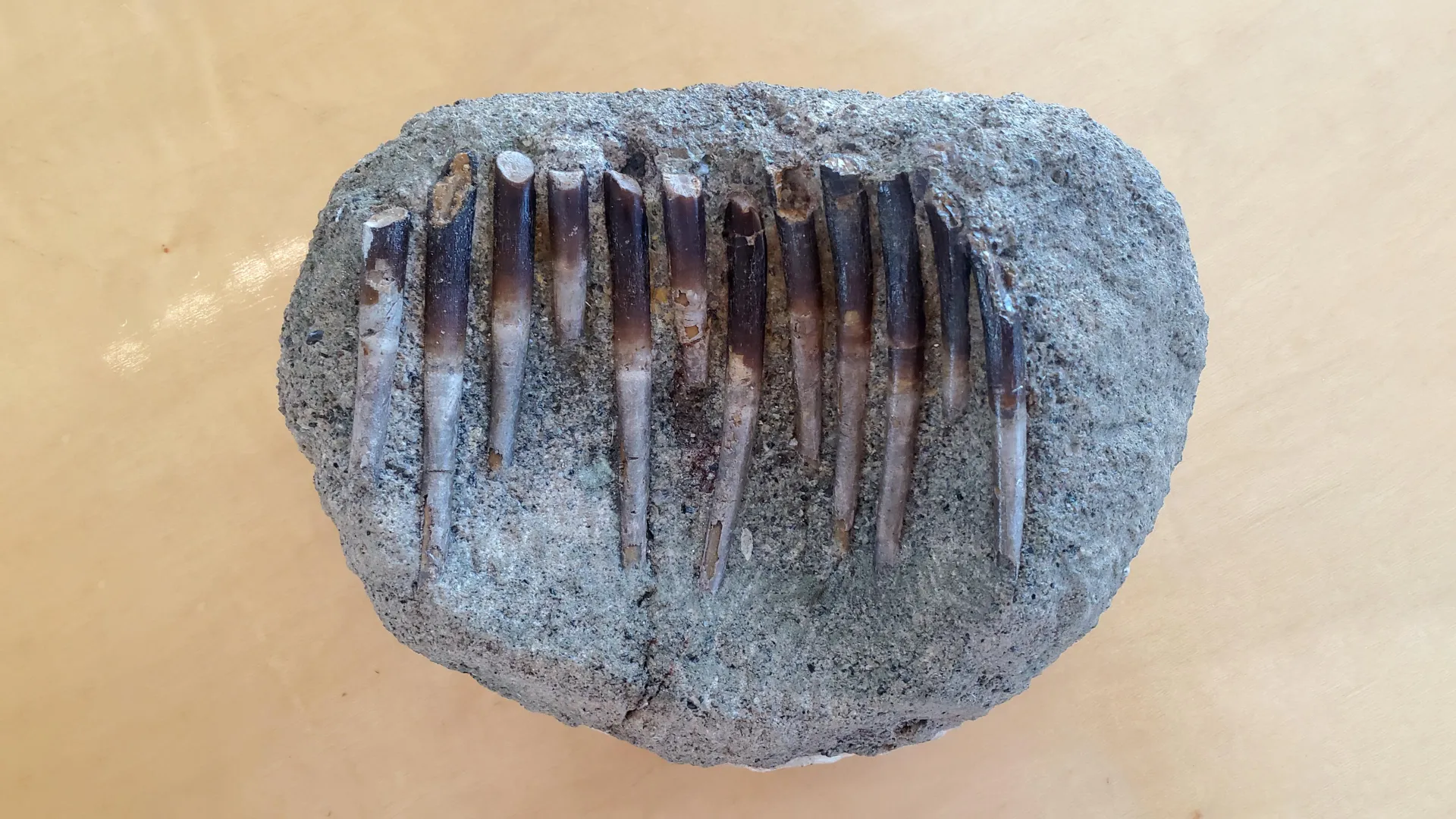 Dentes de 150 milhões de anos revelam os segredos alimentares dos dinossauros.