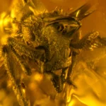 Um fóssil de âmbar com 16 milhões de anos revela a menor formiga predadora já descoberta.