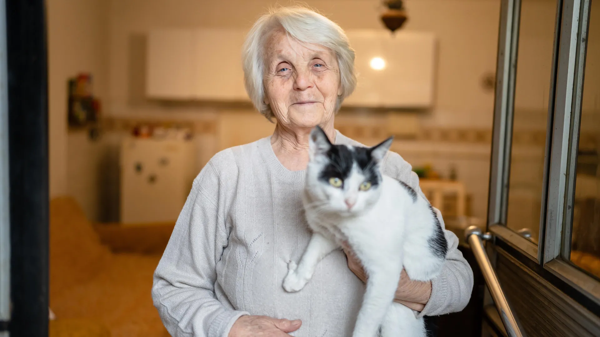 Como gatos com demência podem auxiliar a desvendar o enigma do Alzheimer.