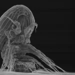 Ninguém sabe em que essas larvas misteriosas se transformam.