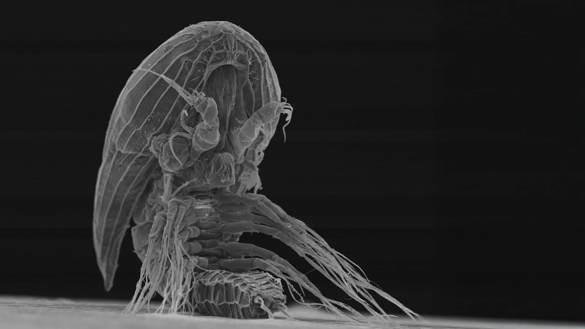 Ninguém sabe em que essas larvas misteriosas se transformam.