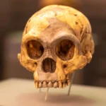 Quem eram os enigmáticos humanos por trás das ferramentas de um milhão de anos da Indonésia?