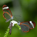 Essas borboletas aparentam ser idênticas, mas o DNA revelou seis espécies ocultas.