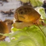 Seriam os humanos capazes de regenerar olhos? Esses caracóis já fazem isso.