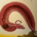 O parasita que desliga o alarme da dor do seu corpo e se infiltra