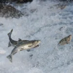 O superalimento secreto do Salmão é menor que um grão de açúcar.