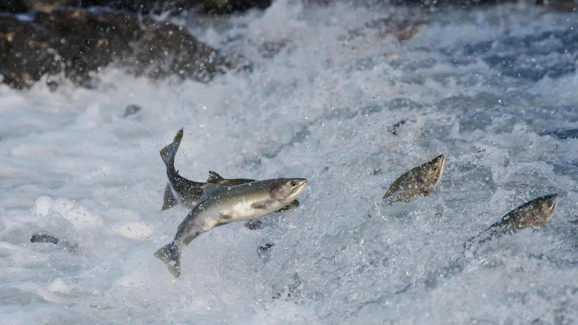 O superalimento secreto do Salmão é menor que um grão de açúcar.
