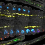 Cientistas acabam de descobrir o “interruptor principal” para o crescimento das plantas.