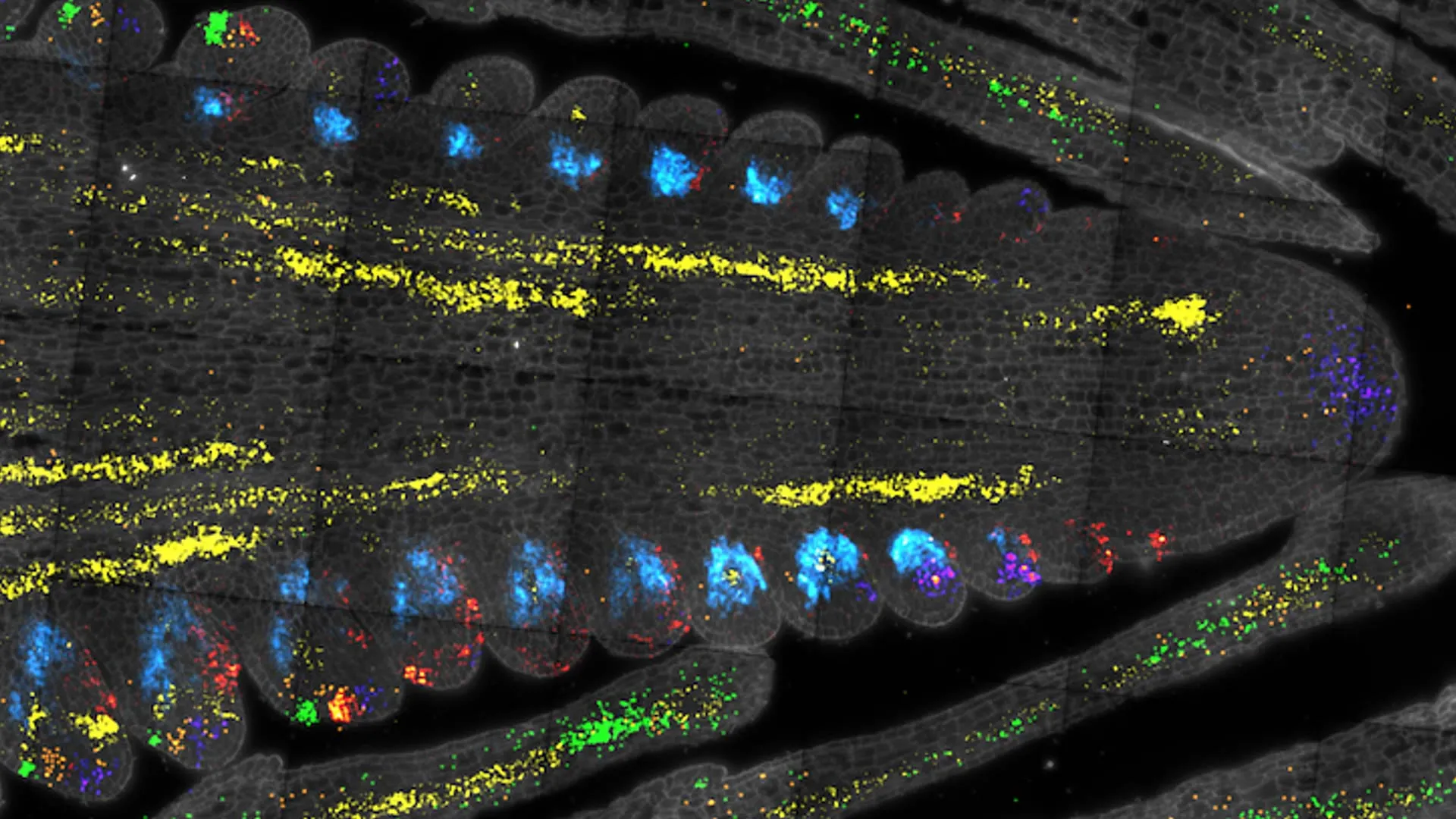Cientistas acabam de descobrir o “interruptor principal” para o crescimento das plantas.