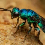 O truque antienvelhecimento da natureza? As larvas da vespa joia desaceleram seu relógio biológico.