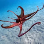 Cientistas acabaram de revelar a verdadeira utilização dos braços dos polvos.