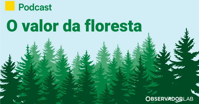 Bosque: criatividade e desenvolvimento