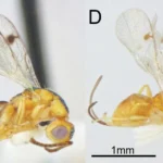 Cientistas Descobrem Vespas Parasitárias Ocultas se Espalhando pelo EUA