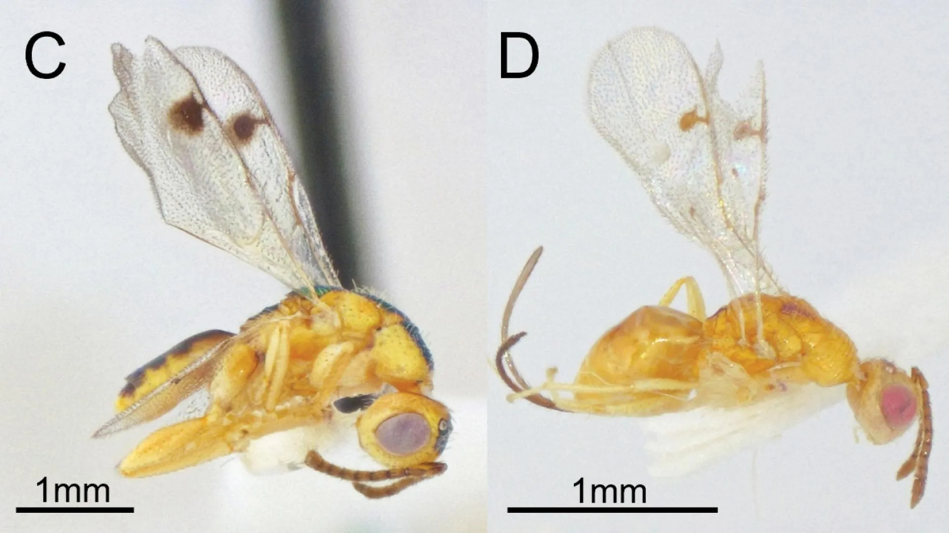 Cientistas Descobrem Vespas Parasitárias Ocultas se Espalhando pelo EUA
