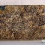 Escondido por 70 milênios, um pequeno peixe fóssil está reescrevendo a evolução das águas doces