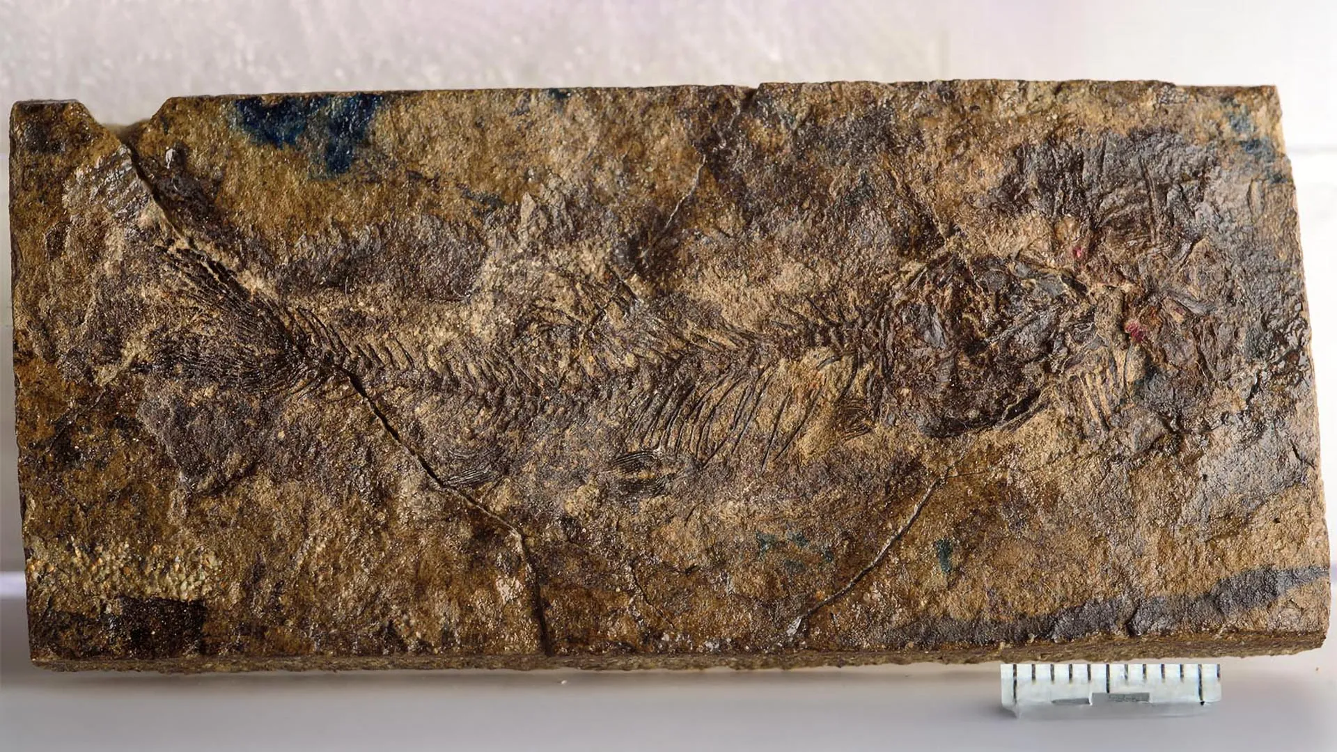 Escondido por 70 milênios, um pequeno peixe fóssil está reescrevendo a evolução das águas doces