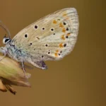 Essa pequena borboleta possui o maior número de cromossomos de qualquer ser vivo no planeta.