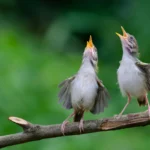 Aves ao redor do planeta comunicam um enigma aviso.