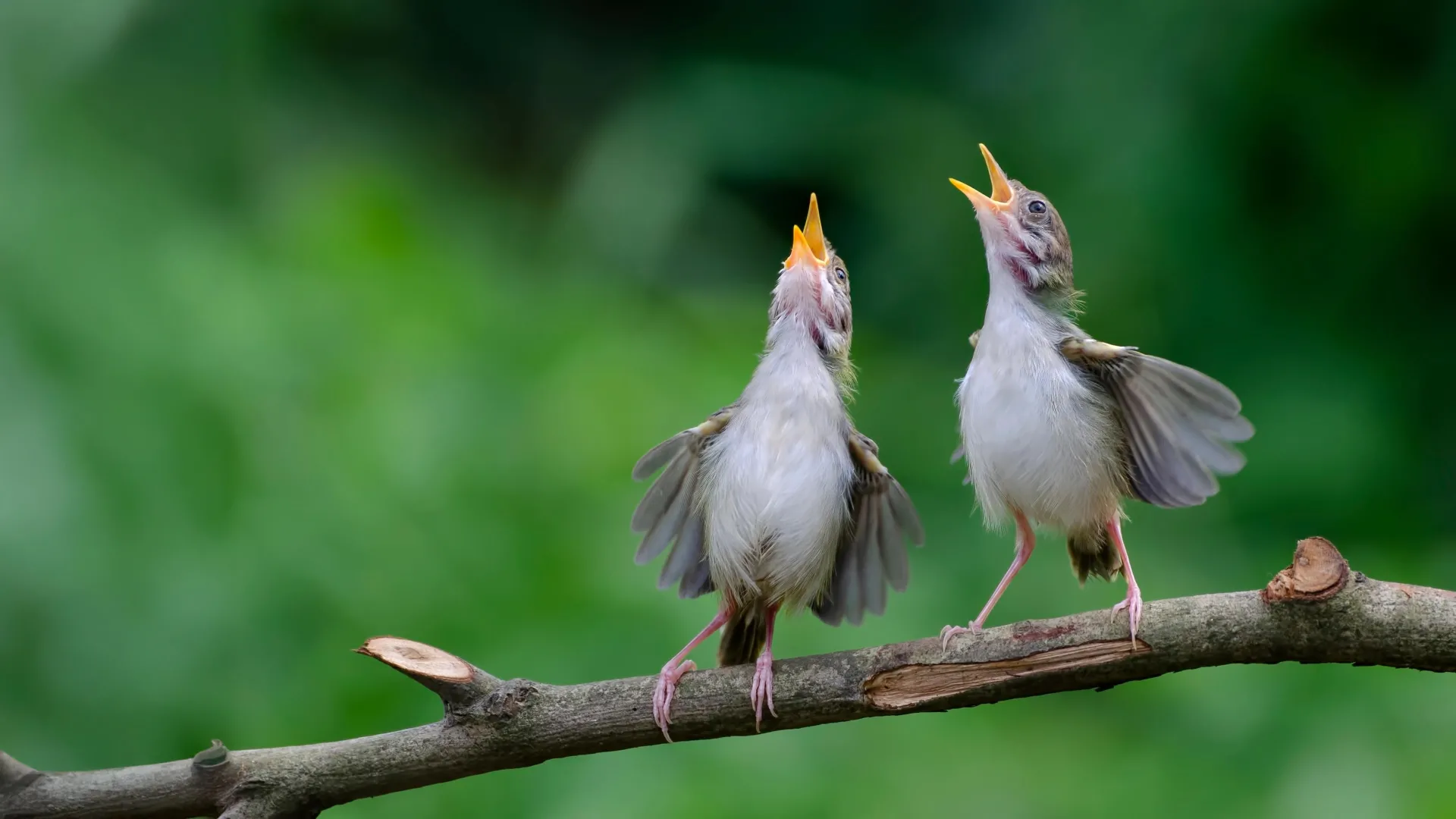 Aves ao redor do planeta comunicam um enigma aviso.