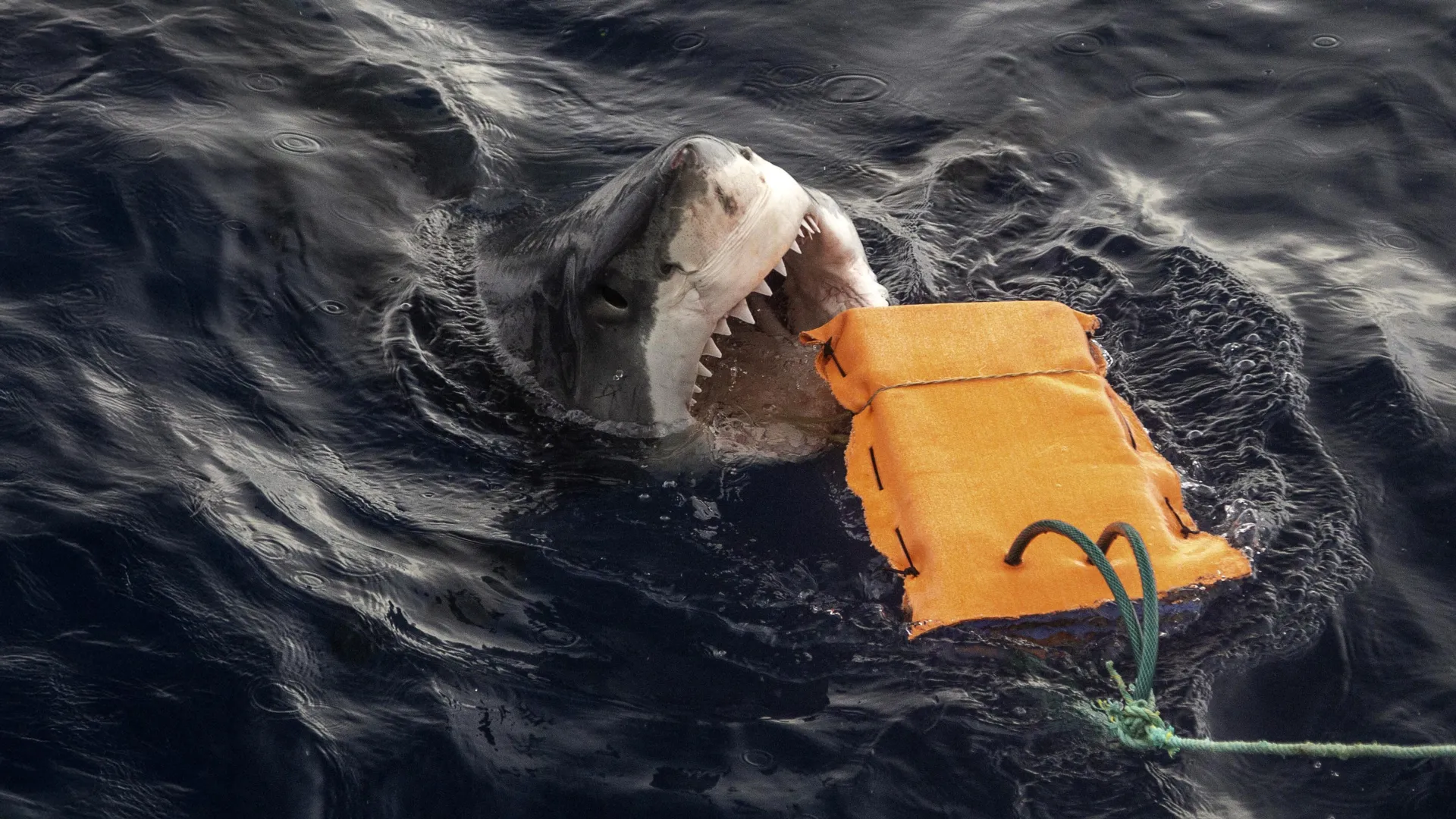 Mergulhos inovadores reduzem ferimentos por ataques de tubarão e salvam vidas