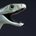 O veneno da mamba negra possui um mortal segundo ataque oculto.