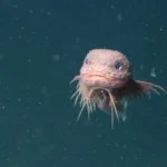 Um caracol-peixe rosa e rugoso foi recentemente encontrado a milhas abaixo do oceano.