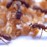 O Truque Oculto do Gene Permite que Formigas Detectem Cheiros com Precisão Afiada