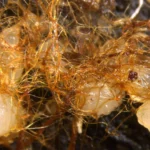 Cientistas encontram orquídeas brotando de madeira em decomposição