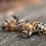 Insetos estão sumindo dos últimos lugares que achávamos seguros