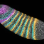 Um pequeno embrião alterou o rumo da evolução.