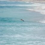 Do calor da academia ao frescor do oceano: a alegria de nadar mesmo no inverno