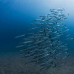 Desaparecimento da artéria oceânica do Panamá pela primeira vez em 40 anos